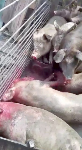 Suspiciune de PESTĂ la Seimeni: locuitorii îşi taie porcii mai ceva ca de Crăciun!