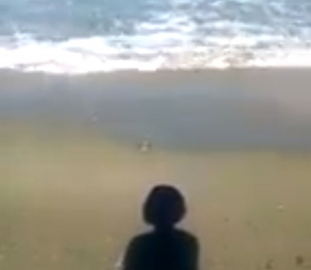 Şerpi pe plaja Modern din Constanţa. VIDEO