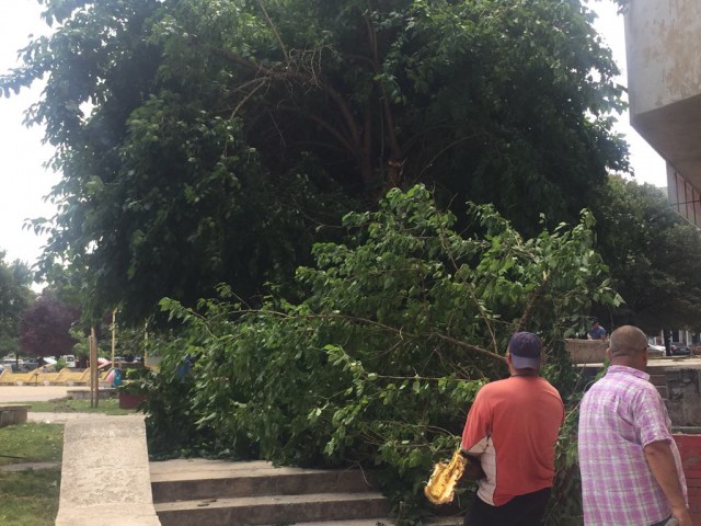 Aleea din zona Far, eliberată: O echipă din cadrul Spaţii Verzi a ridicat copacul căzut! VIDEO