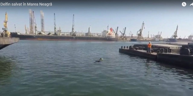 Poate se sesizează cineva: masacru în Marea Neagră! Zeci de delfini UCIŞI