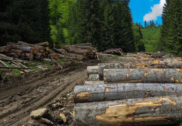 INS: Peste 12 milioane de metri cubi de lemn, recoltaţi anul trecut din pădurile proprietate publică