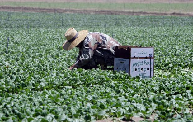 România a început să importe forţă de muncă din ţările asiatice pentru HoReCa, industrie sau agricultură