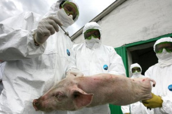 Comisia Europeană, gata să furnizeze României orice asistenţă tehnică suplimentară în combaterea pestei porcine africane