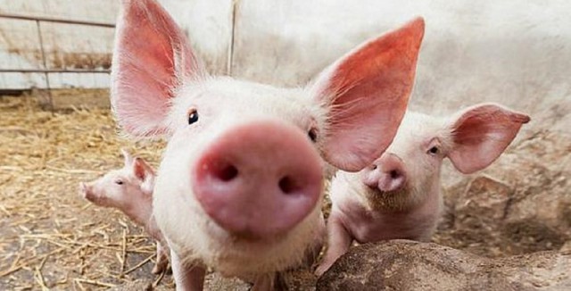 ANSVSA: Crescătorii de porci afectaţi de pierderea animalelor din cauza PPA au primit despăgubiri de peste 130.000 de lei
