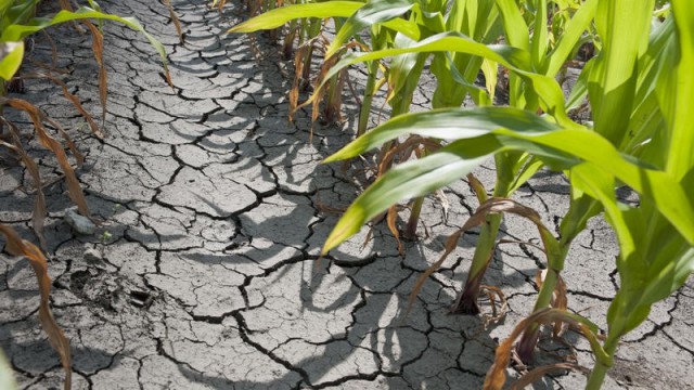 Prognoza agrometeo: Secetă pedologică în Dobrogea şi în sud-estul Moldovei, până pe 14 august