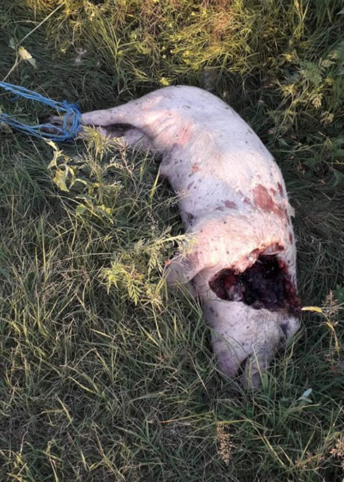 Porc mort, abandonat pe marginea drumului din judeţul Constanţa! Ospăţ pentru câini!
