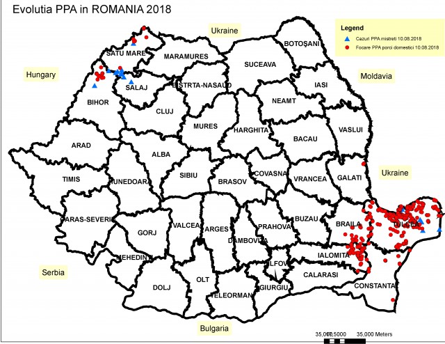 Actualizarea situației privind evoluția Pestei Porcine Africane: Dobrogea, cea mai afectată zonă!