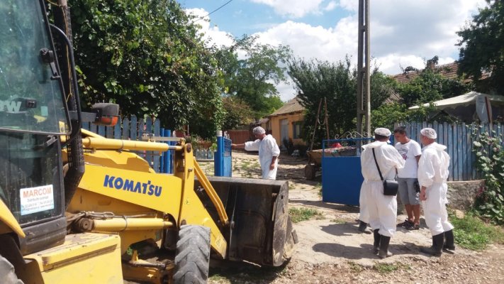 PESTA PORCINĂ. Începe sacrificarea porcilor din Topalu și Mircea Vodă!