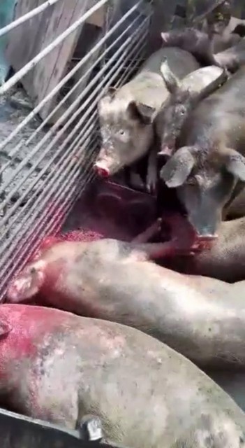 Veste bună! Proprietarii porcilor afectaţi de Pesta Porcină, DESPĂGUBIŢI!
