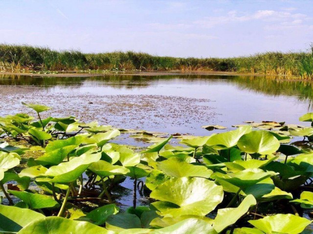 Numărul de turişti în Delta Dunării s-ar putea dubla în acest an, estimează o asociaţie de profil