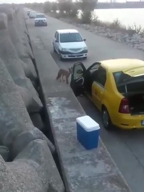 Apariţie inedită pe digul de sud! VIDEO