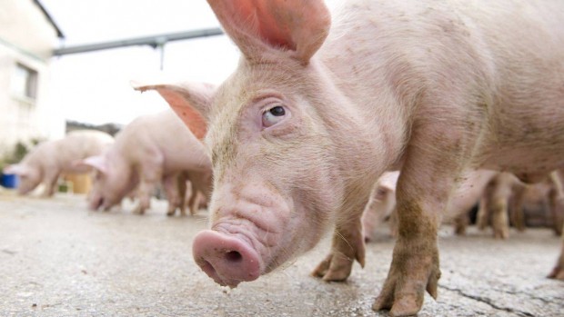 Pesta porcină, confirmată la TEBU Brăila, cea mai mare fermă din România şi a doua din Europa. 140.000 de porci vor fi eutanasiaţi