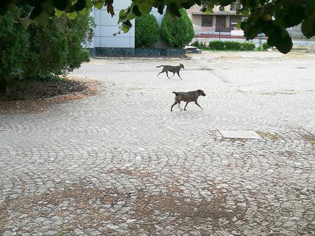 Fetiță MUȘCATĂ de MAIDANEZI pe drumul spre școală! Primăria promite că din martie reia strângerea haitelor!