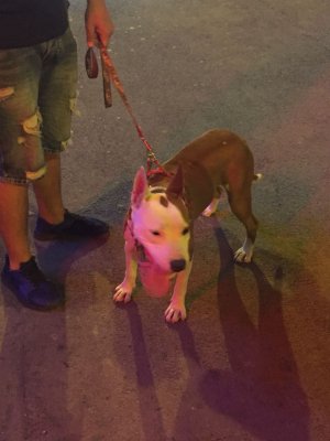 Proprietarii câinilor periculoși, amendați de Poliția Locală Constanța