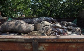 Eugen Teodorovici spune că Guvernul a alocat 200 de milioane de lei pentru despăgubirea celor afectați de pesta porcină africană