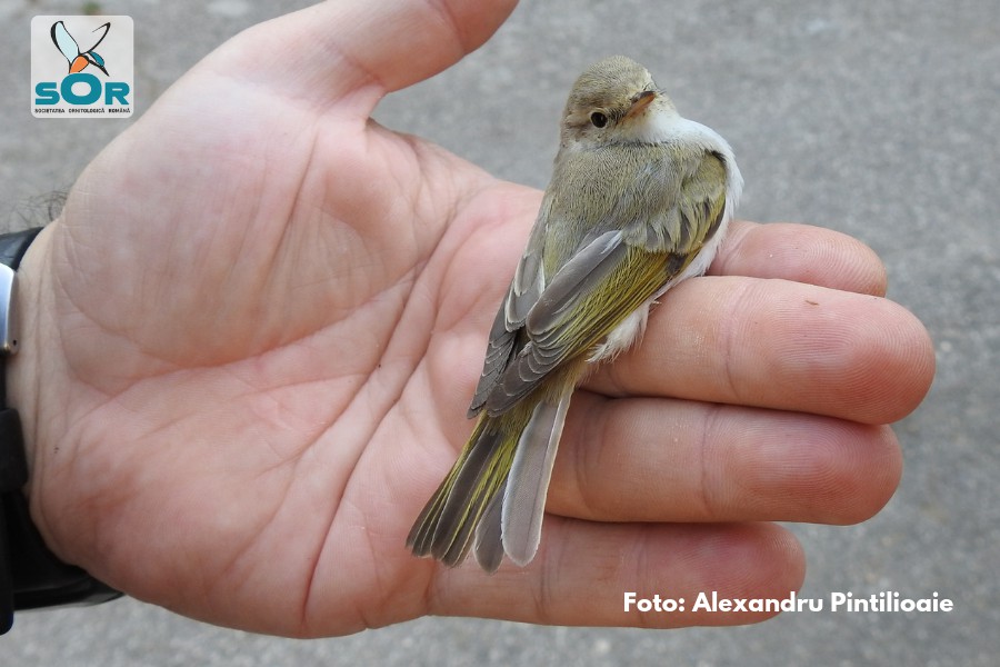 Specie nouă de pasăre descoperită la Agigea