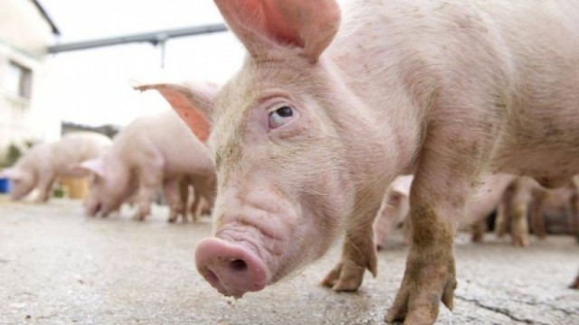 Peste 4,1 milioane de porci în mai 2018, în România, în scădere cu 357.0000 de capete faţă de mai 2017
