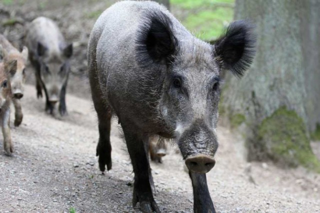 Porc mistreț cu pestă porcină, la fondul de vânătoare de la Ion Corvin