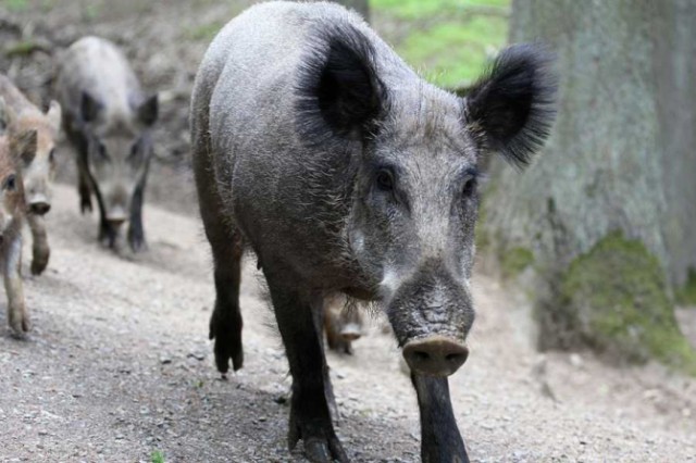 Două noi focare de Pestă Porcină Africană la Constanţa