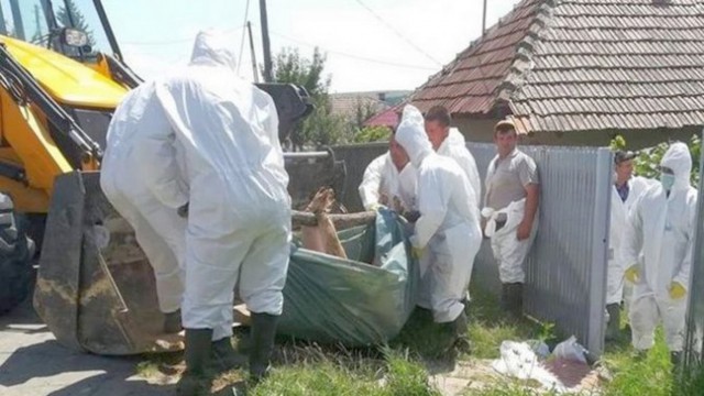 PESTA PORCINĂ AFRICANĂ, confirmată în peste 70 de gospodării constănţene!