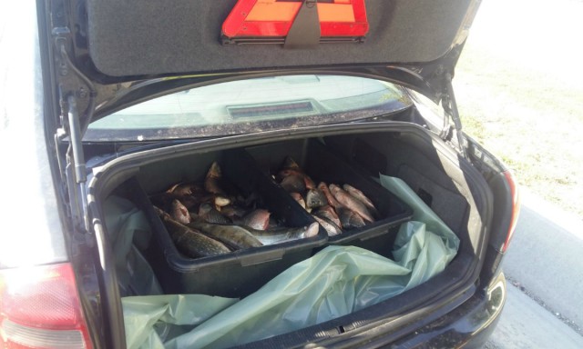 Peste 60 kg peşte fără documente legale, confiscate de polițiștii de frontieră, la Constanţa!