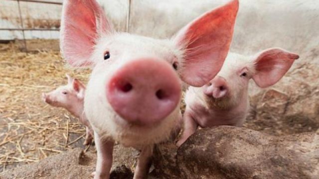 Patru români şi un italian, cercetaţi de poliţie după ce au sacrificat ilegal un porc în propria curte!