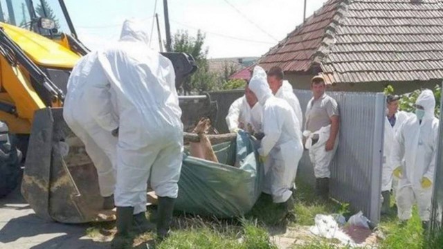 Primarul din Istria, afectat de pesta porcină: i-au fost sacrificate animalele