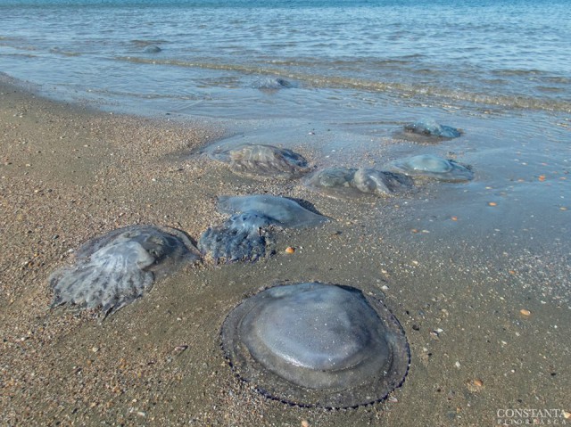 Spectacolul ‘Rhizostoma pulmo’ s-a încheiat: ZECI de MEDUZE MOARTE pe o plajă din Constanţa! VIDEO
