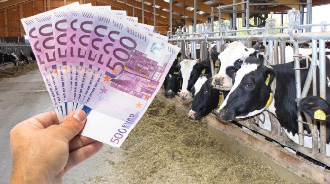 Comisia Europeana aproba o schema de ajutoare de 44 milioane euro pentru crescatorii de bovine 