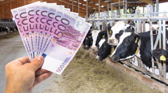 Comisia Europeană aprobă o schemă de ajutoare de 44 milioane euro pentru crescătorii de bovine 