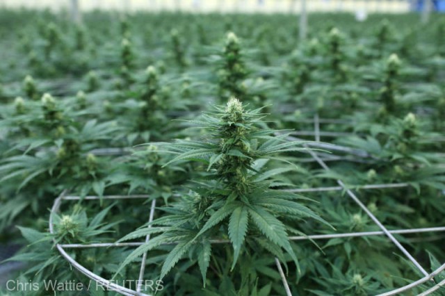 Africa va deveni principalul producător de canabis în scop medicinal din lume