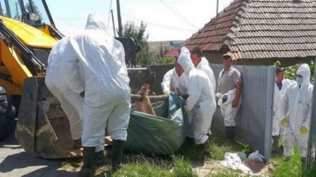 România înregistrează 1.042 focare de pestă porcină africană în 266 de localităţi; 354.604 porci au fost ucişi
