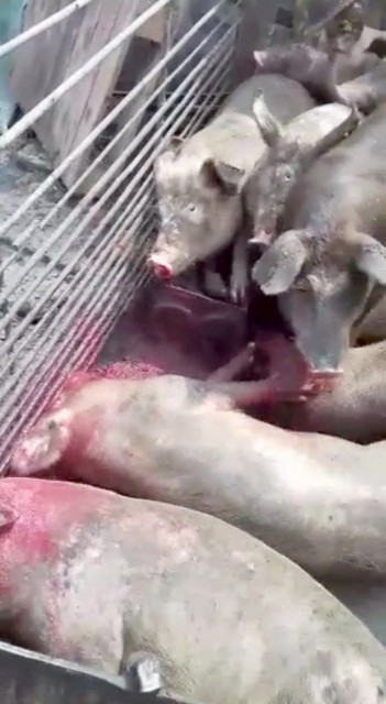 Continuă despăgubirile în cazul Pestei Porcine! Iată câţi constănţeni şi-au primit banii!