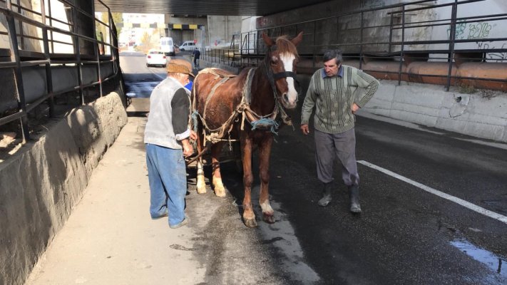 Cal rănit după ce şi-a prins copita într-un grilaj, chiar pe carosabil!