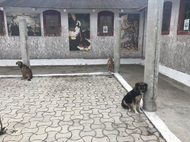 Câini ţinuţi în lanţuri, la o mănăstire. CARE SUNT CONCLUZIILE ANCHETEI IPJ!