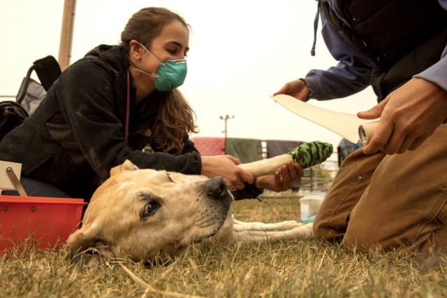 Autoritatea Naţională Sanitar Veterinară, despre infectarea animalelor domestice şi de companie cu COVID 19