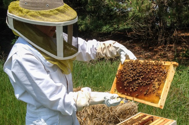 Cum recunoști mierea naturală. Sfaturile unui apicultor