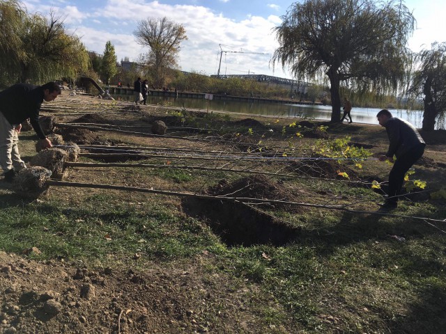 FOTO. CJC plantează copaci lângă Pavilionul Expozițional