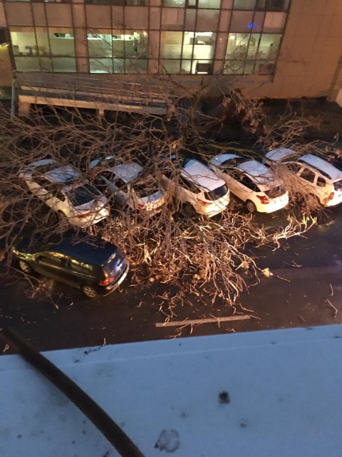 DEZASTRU LA CONSTANȚA. Un copac a căzut peste șase mașini!