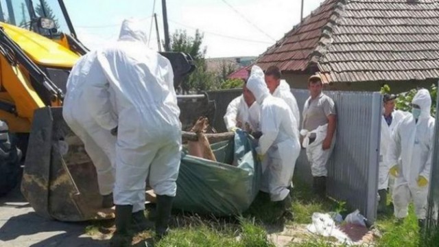 ANSVSA: Pesta porcină este încă prezentă în 16 judeţe; despăgubirile se ridică la 251,8 milioane de lei