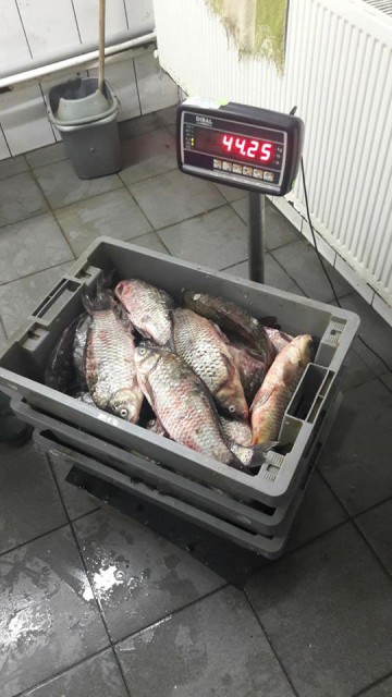 Iată cum se vinde peștele în zona Tomis Nord: au intervenit jandarmii!