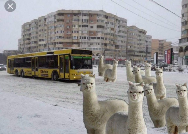 Primăria Constanța a scos toate lamele disponibile, să deszăpezească prin oraș!