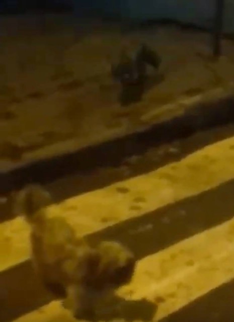 VIDEO! O vulpe, partenerul de joacă al unui câine, la Eforie