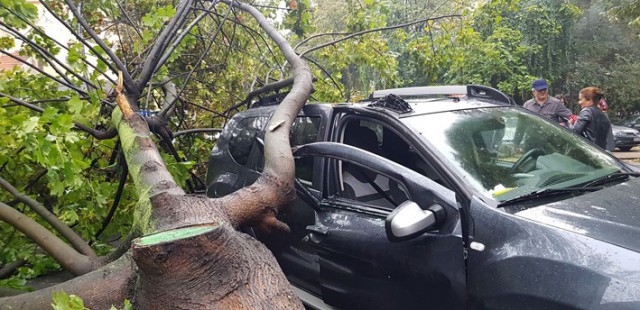 Primăria Constanţa, achiziţie în toiul iernii: serviciul de tăiere sau toaletare arbori în caz de forţă majoră