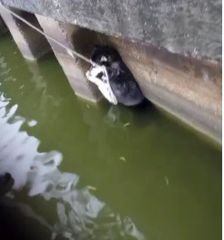 VIDEO. Câine salvat din lacul Ciuperca, din Tulcea