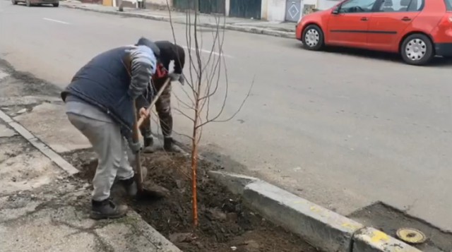 Primăria Constanța a încheiat sezonul de plantări de copaci pe anul acesta