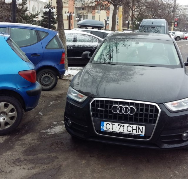 Atenție, BIZONI cu două picioare pe străzile din Constanța!