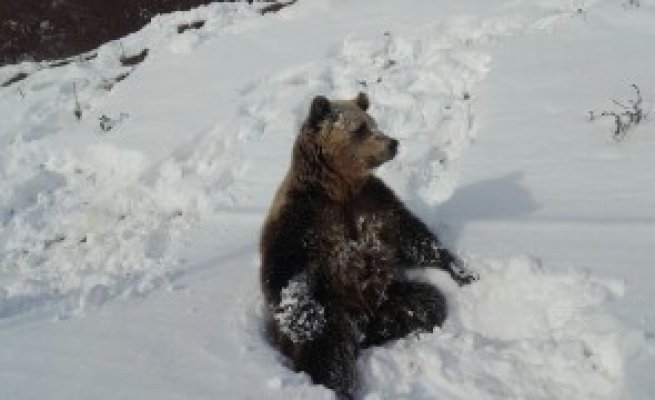 Un urs a fost filmat jucându-se în zăpadă, lângă un restaurant din Predeal
