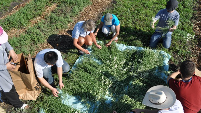 Veniturile agricultorilor din plante medicinale şi aromatice pe cel mult 2 ha sunt neimpozabile