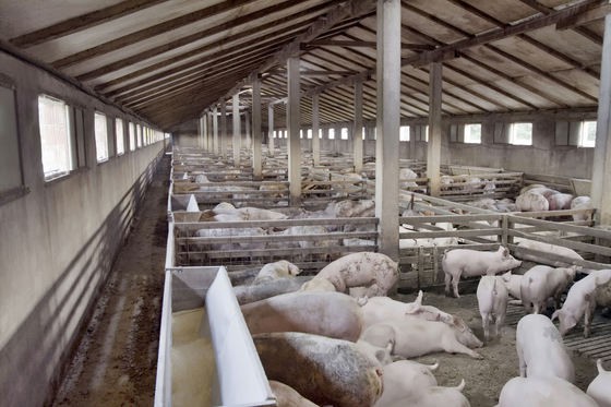 Sectorul vegetal şi zootehnia beneficiază de ajutoare tranzitorii de peste 260 mililoane euro